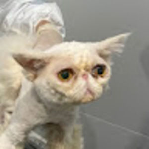 Meet your Posher, Alex